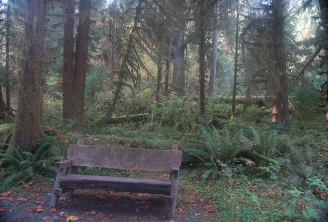 In the Hoh Rain Forest